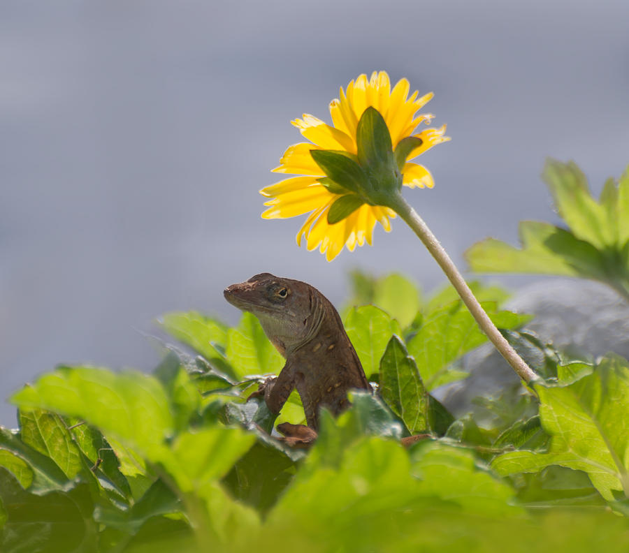 Lizard under the yellow wildflower Photograph by Zina Stromberg
