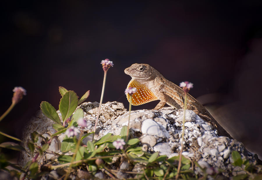 Lizard Photograph by Zina Stromberg
