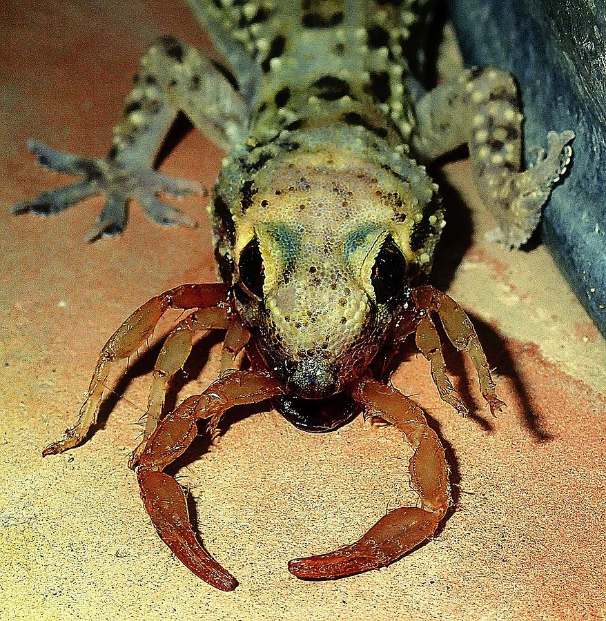 A Lizards Last Supper by Lettie Neuhauser-MacLachlan A Lizards Last Supper by Lettie Neuhauser-MacLachlan
