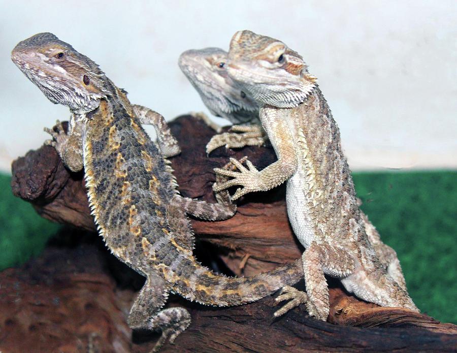 Lizards Photograph by Nightingale Photography Judy Latimer | Fine Art ...