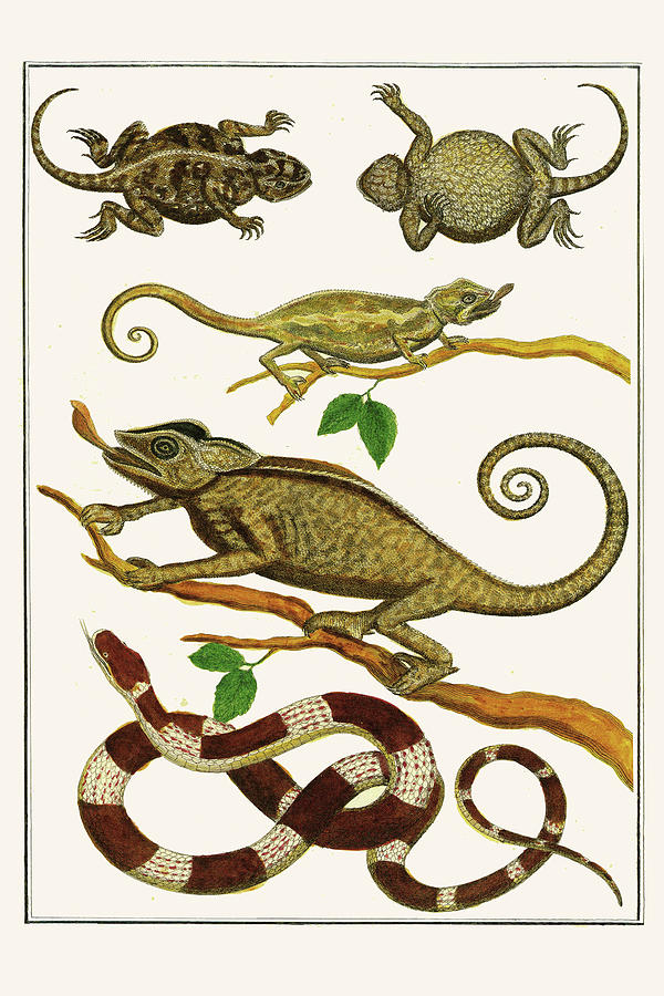 Lizards, Snakes, Chameleons Painting by Albertus Seba - Fine Art America