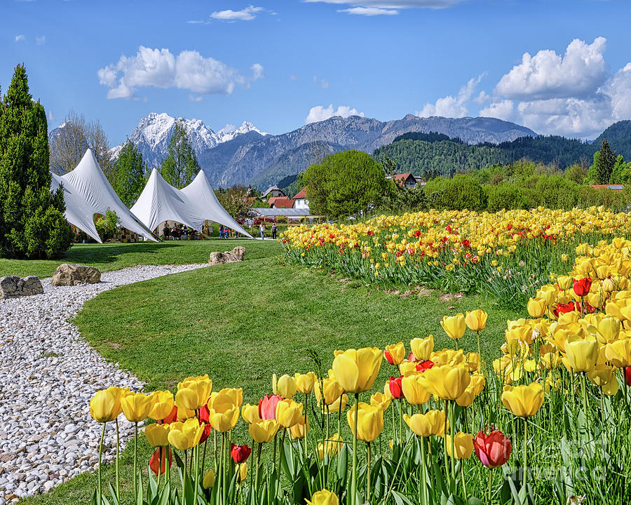 Ljubljana Arboretum Tulips Photograph by Norman Gabitzsch