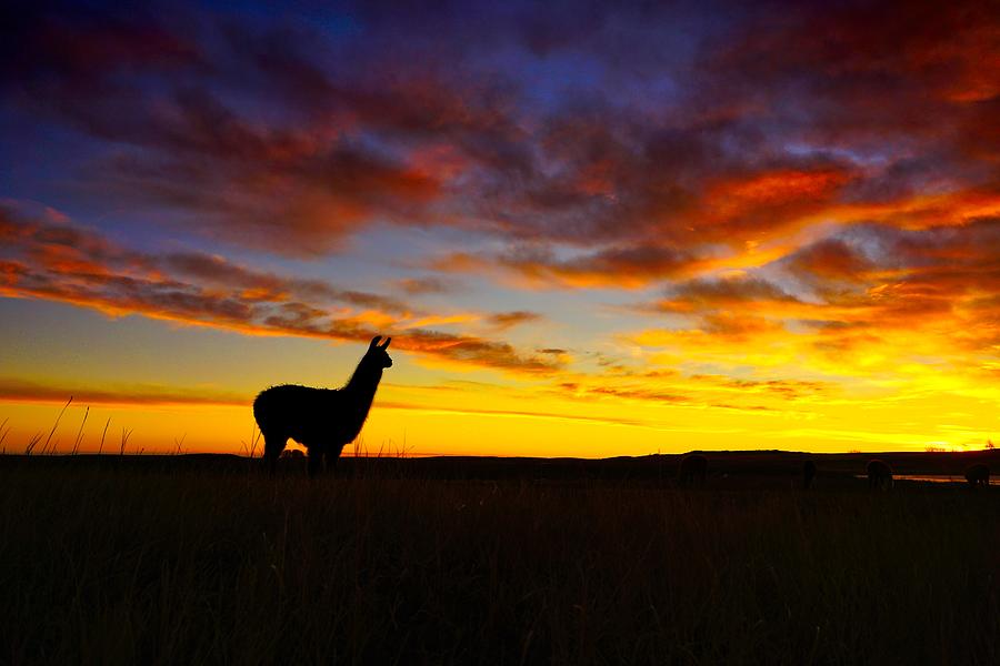 Llama at Sunrise by Bryan Smith Llama at Sunrise by Bryan Smith