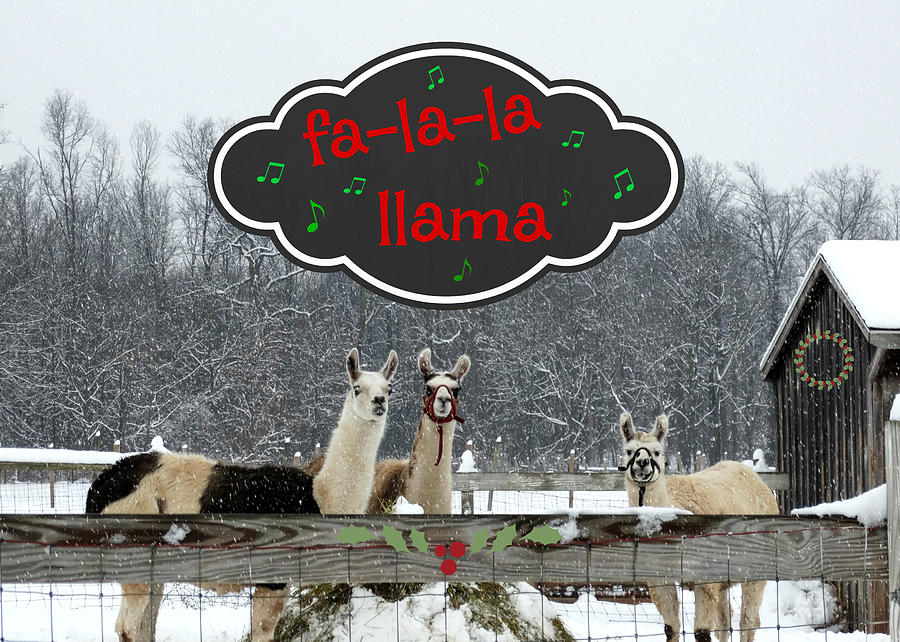 Llama Card Photograph by Dark Whimsy