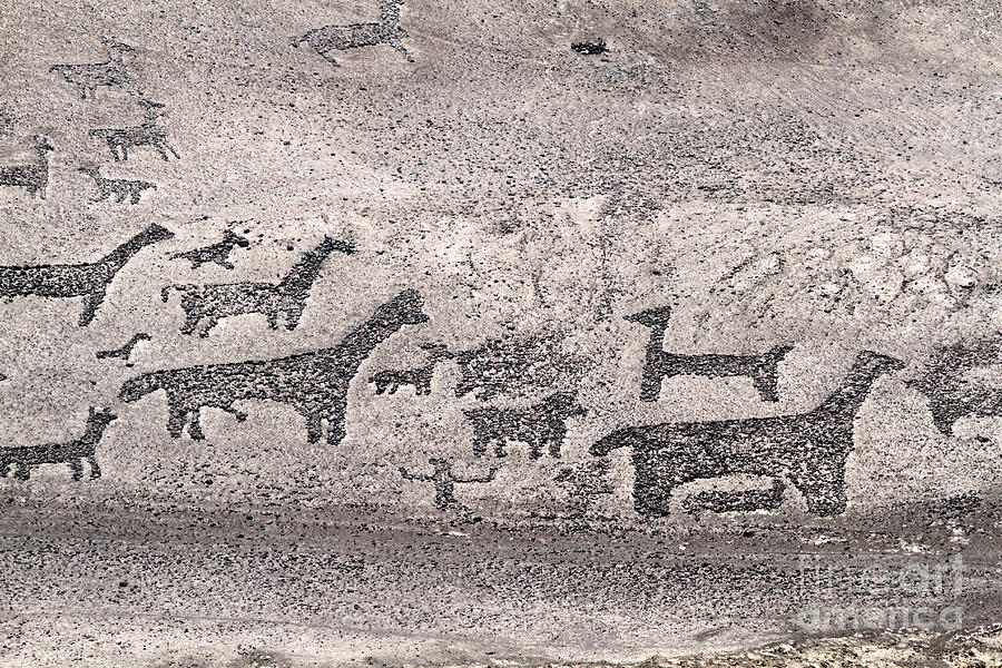 Llama Geoglyphs Tiliviche Chile Photograph by James Brunker