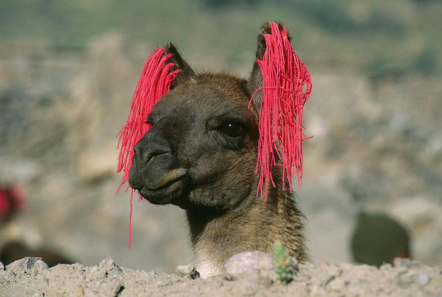 llama head