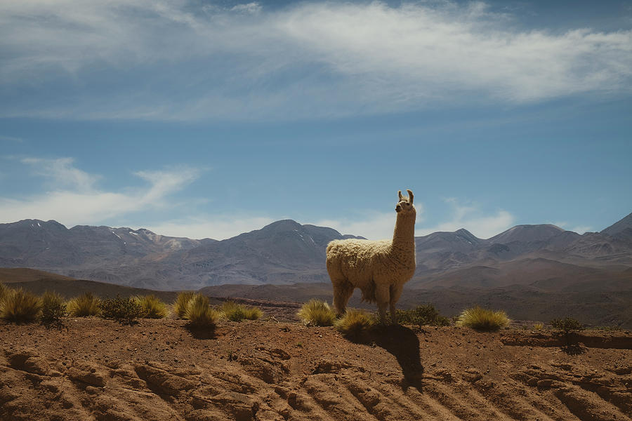 Wildlife Photograph - Llama In The Atacama Desert by Cavan Images