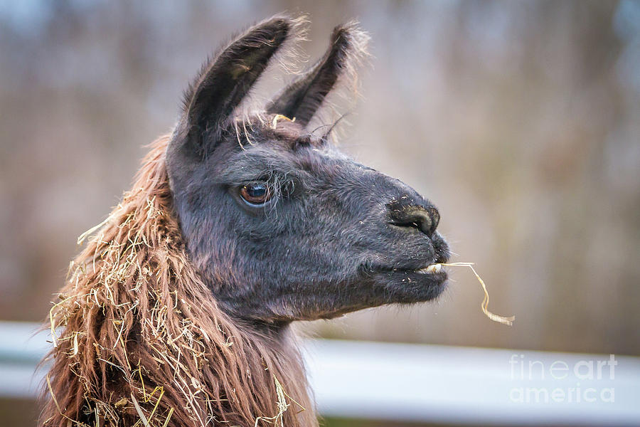 Llama Photograph by Kathy Sherbert