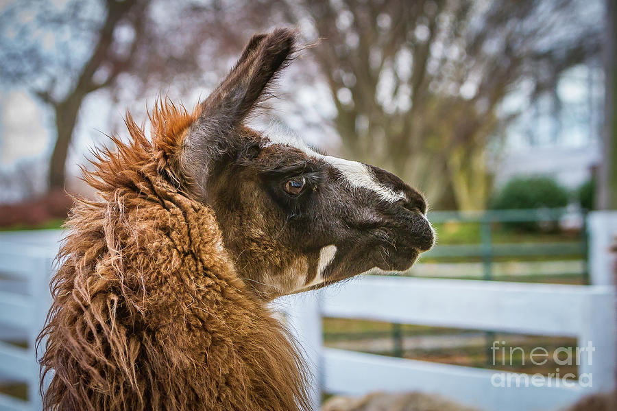 Llama Profile Photograph by Kathy Sherbert