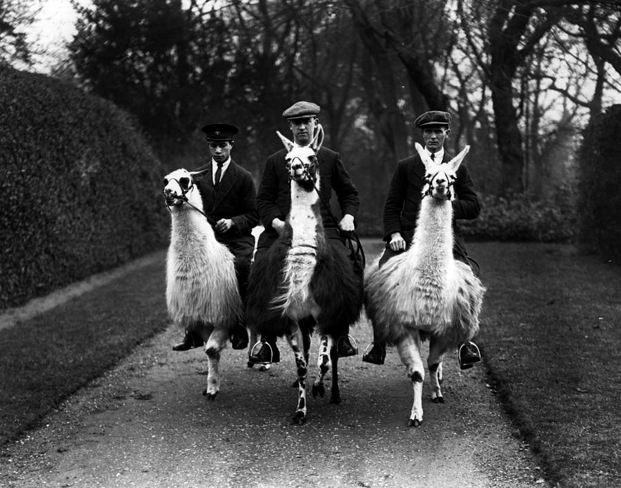 Black And White Photograph - Llama Ride by Fox Photos