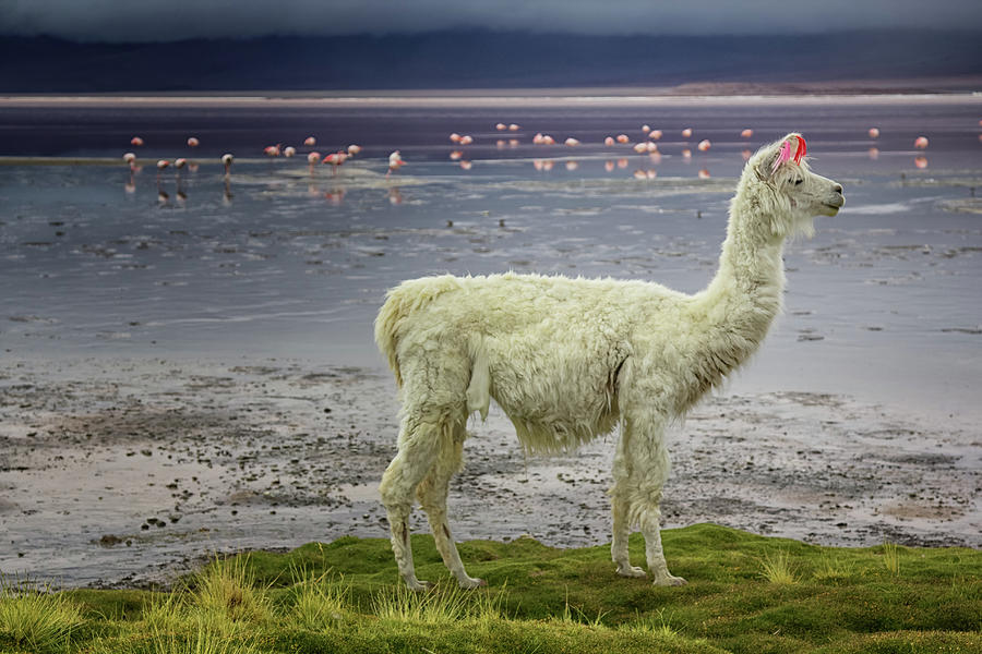 Llama Standing Next To Lake Photograph by By Kim Schandorff