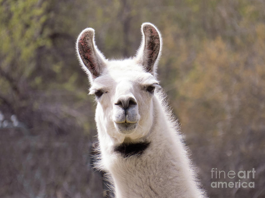 Dapper Llama with bow tie  Photograph by Christy Garavetto