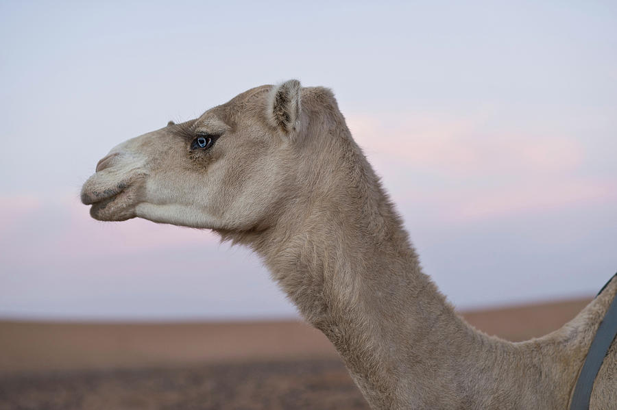 Llama Walking In Desert Digital Art by Ben Pipe Photography - Fine Art ...