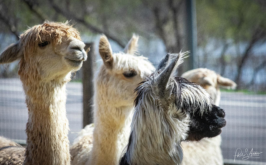 Llamas 2 Photograph by Phil S Addis