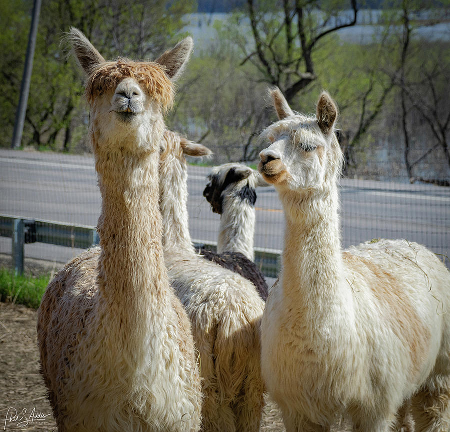 Llamas 3 Photograph by Phil S Addis