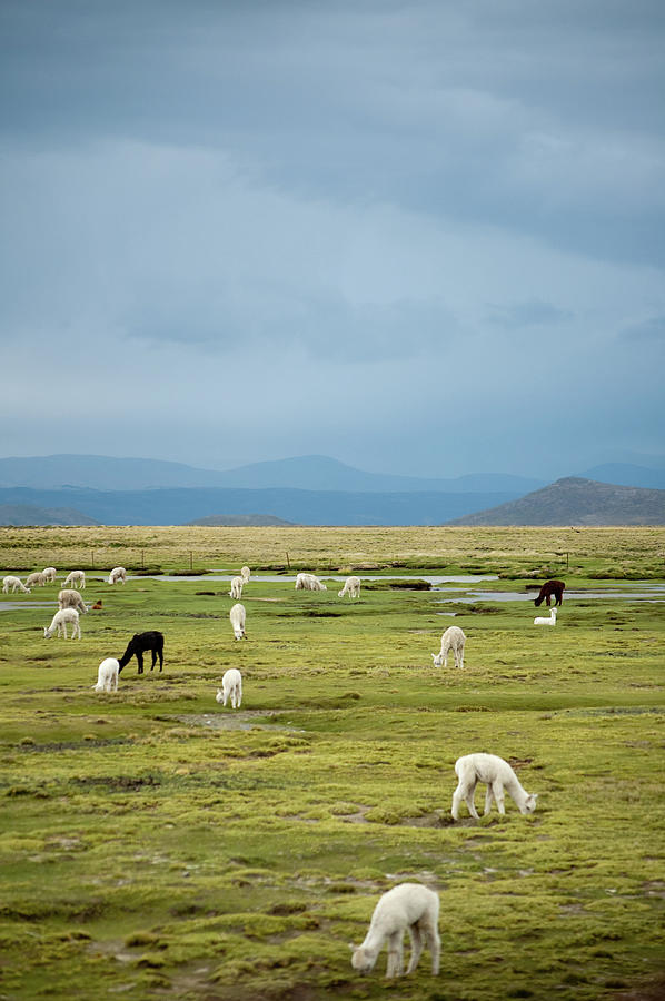 Llamas Grazing With Andes Mountains In Photograph by Pearl Vas