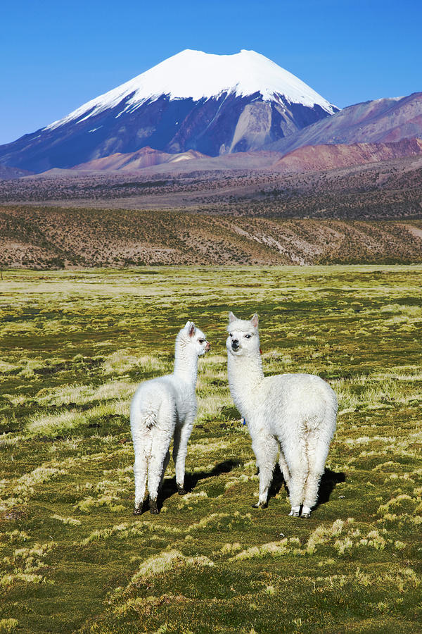 Llamas In Front Of The Volcano Sajama Photograph by Jami Tarris