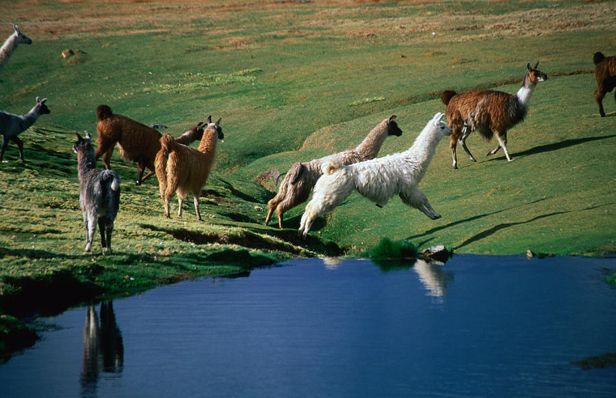 Llamas Leaping Over Spring Fed Water Photograph by Aaron Mccoy