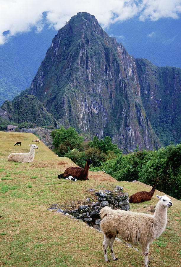 Llamas, Machu Picchu, Peru Photograph by Tim Graham
