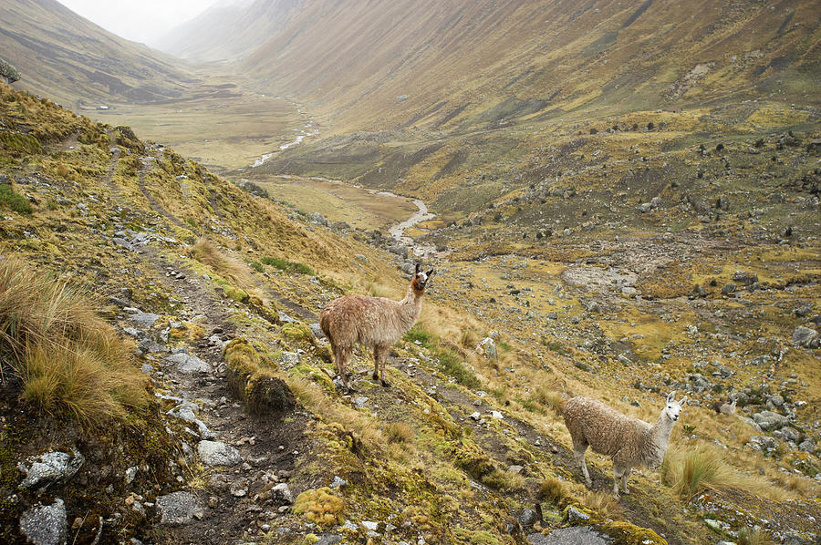 Llamas On Climb To The Mountain Pass Of Photograph by Cultura Exclusive/karen Fox