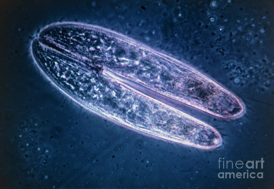 Wildlife Photograph - Lm Of 2 Conjugating Blepharisma Undulans Protozoa by Eric Grave/science Photo Library