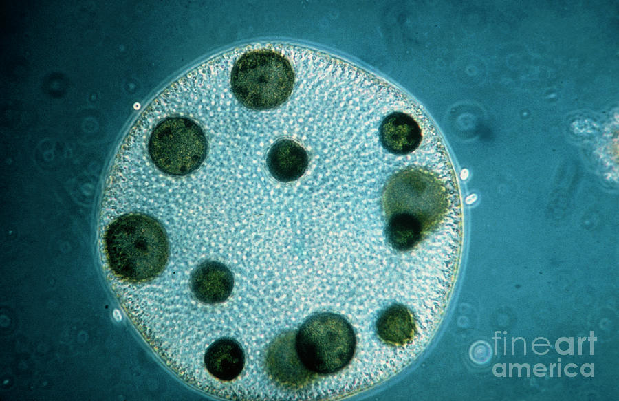 Lm Of A Colony Of Volvox Aureus Photograph by Eric Grave/science Photo ...