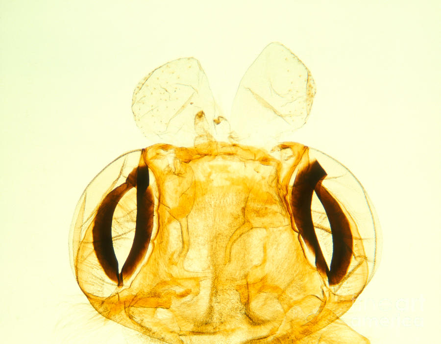 Lm Of Chewing Mouthparts Of The Silkworm Photograph By John Burbidge