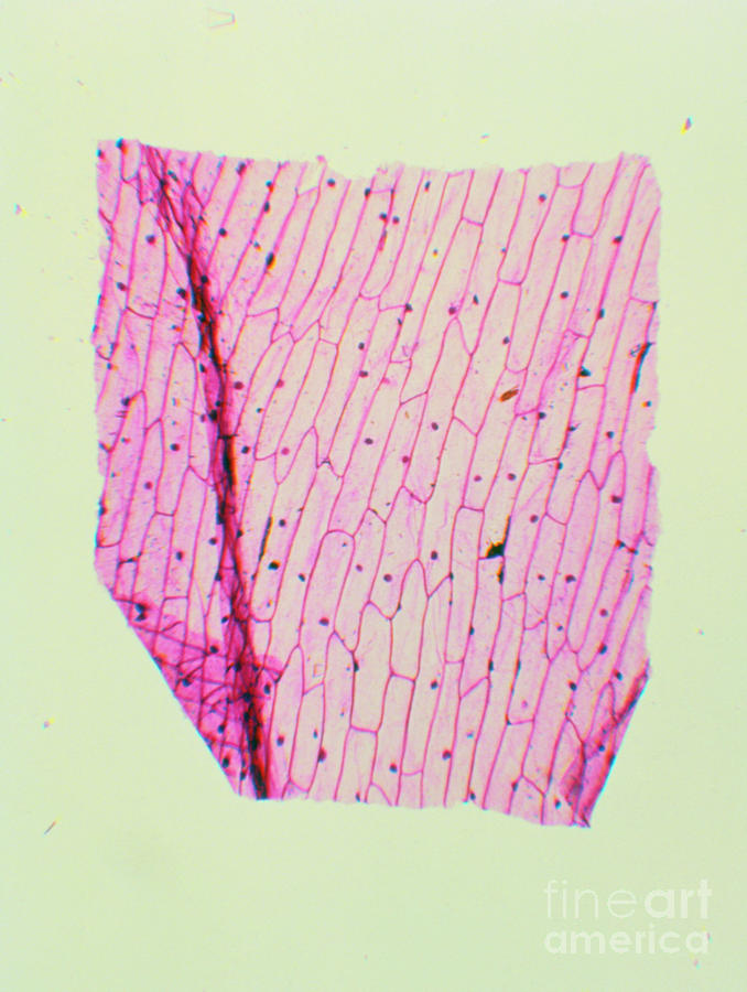 Lm Of Layer Of Onion Cuticle Photograph by John Burbidge/science Photo Library