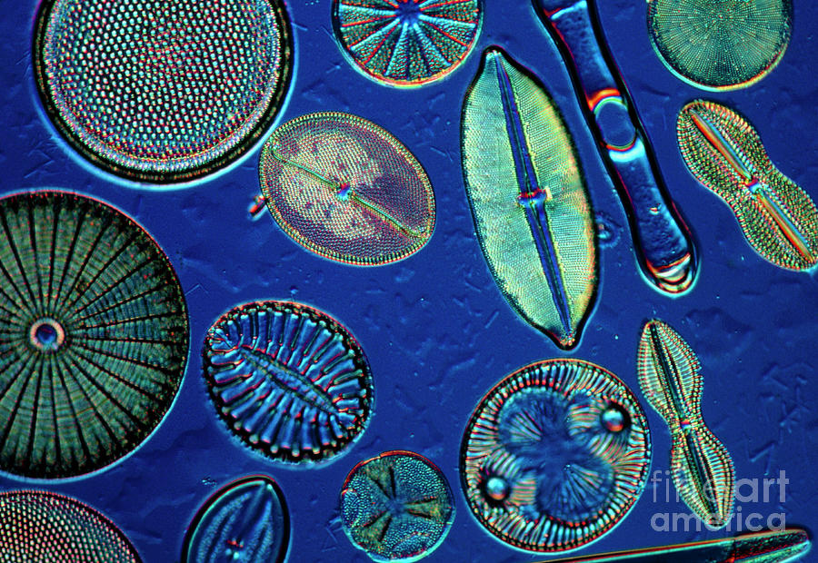 Lm Of Mixed Diatoms Photograph by Jan Hinsch/science Photo Library