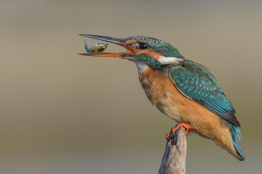 Kingfisher Photograph - Lo Spuntino by Massimo Tamajo