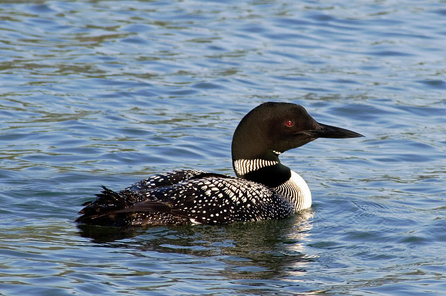 LO5 Common Loon Photograph by Judy Syring | Fine Art America