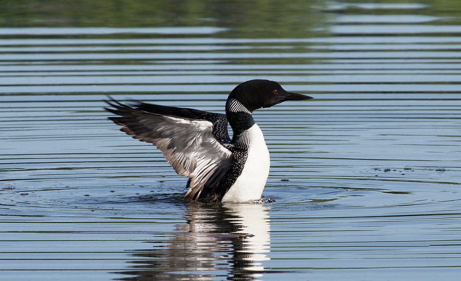 Lo8 Loon Rising Up Photograph By Judy Syring - Fine Art America