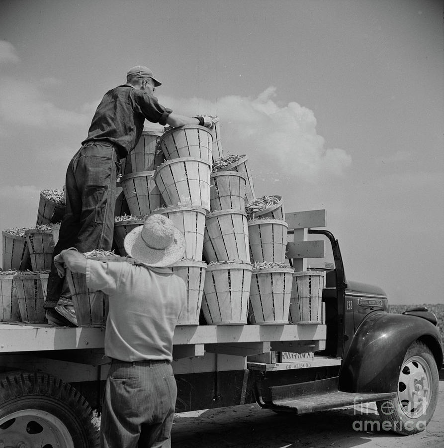 Loading Truck With Beans Photograph by Marion Post Wolcott