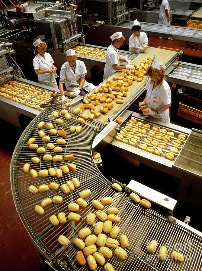 Loaves Of Bread On A Packaging Production Line Rosenfeld Images Ltdscience Photo Library 