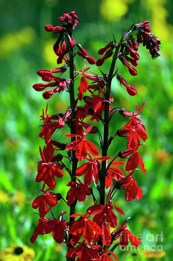 Flower Photograph - Lobelia Cardinalis bees Flame by Dr Keith Wheeler/science Photo Library