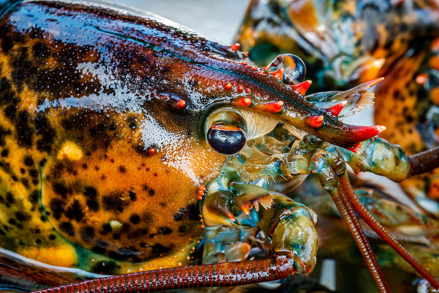 Lobster Head Photograph by Petras Paulauskas - Fine Art America