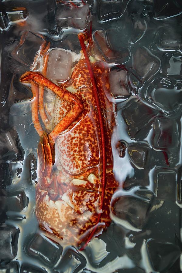 Lobster In Ice Water Photograph by Nitin Kapoor
