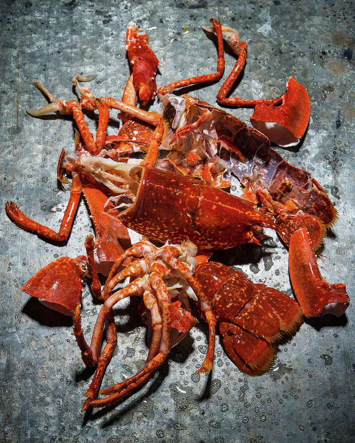 Lobster Shells Photograph by Tre Torri