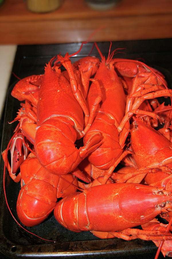Lobsters fresh from the pot Photograph by Steve Estvanik