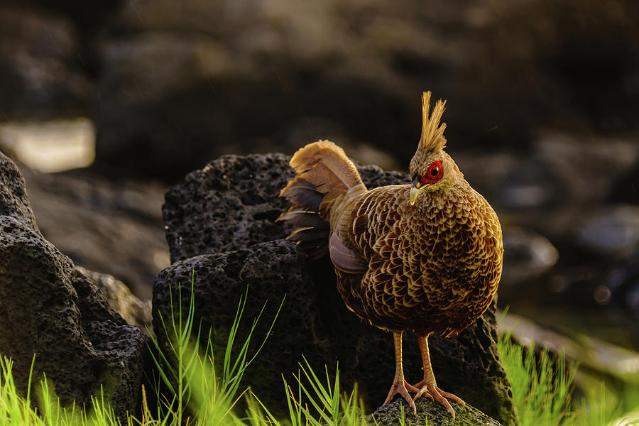 Local Pheasant Photograph by John Bauer