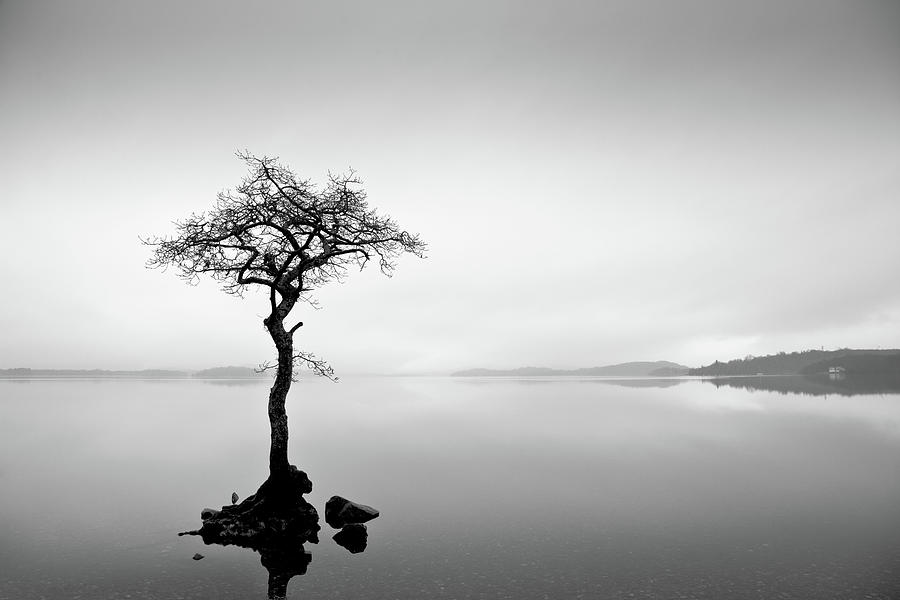 Loch Lomond Tree Photograph by Billy Currie Photography
