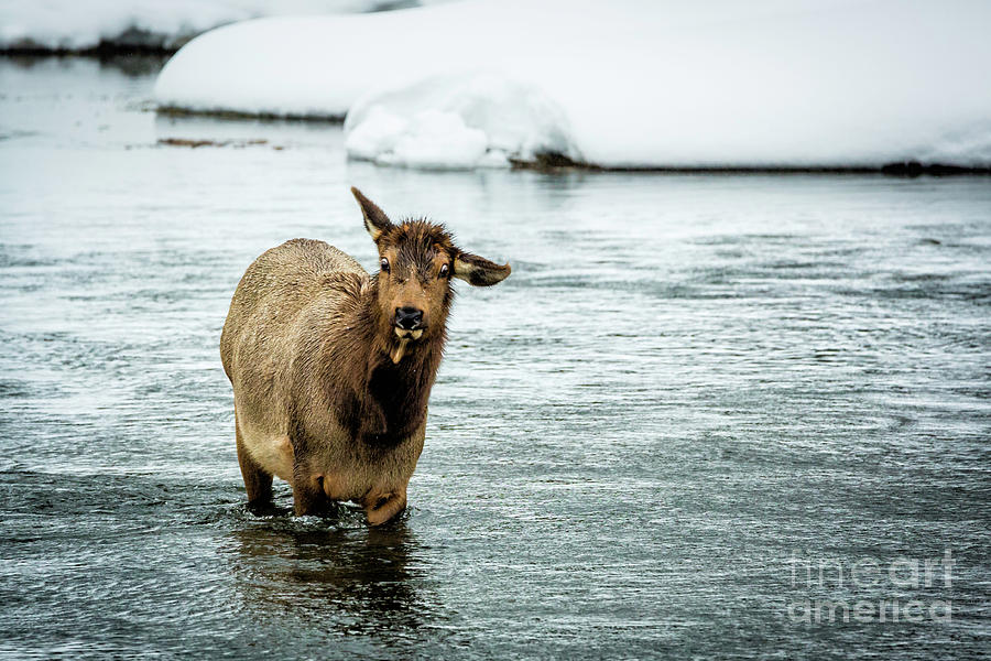 Loco Elk Photograph by Timothy Hacker