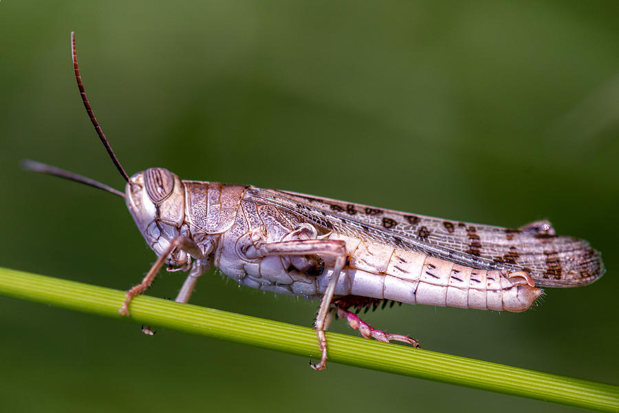 Locust Photograph by Abdelkader  Allam