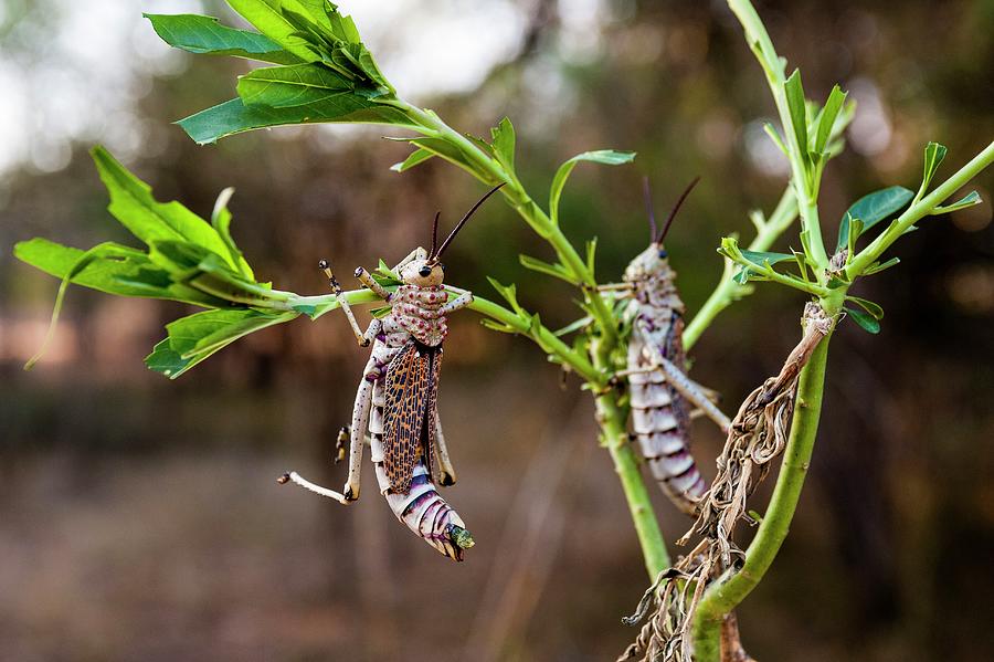 Locust Feeding Digital Art by Jacana Stock