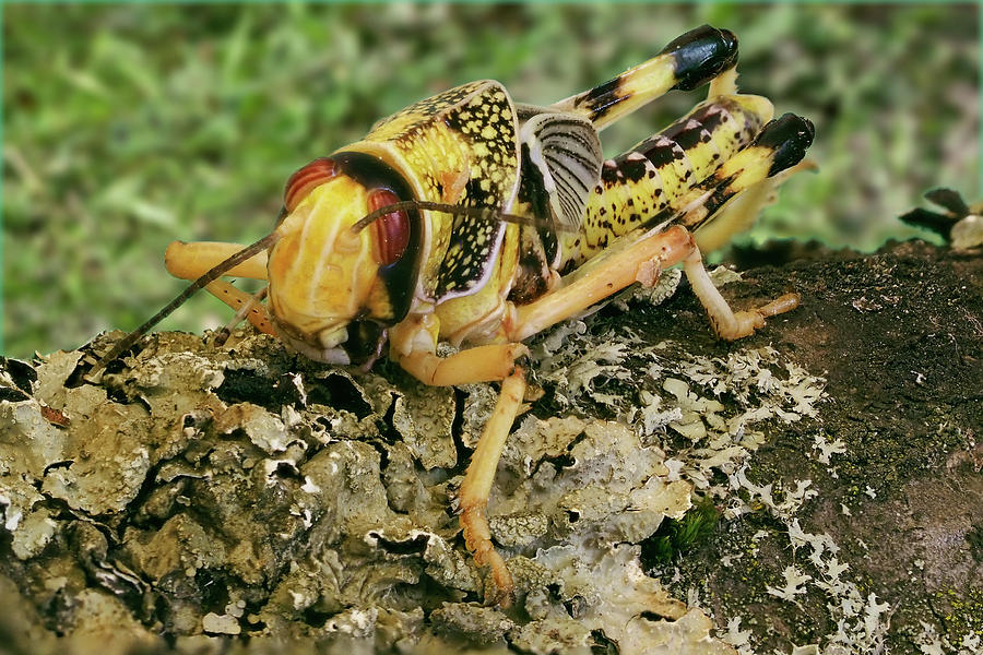 Locust by James Lamb Locust by James Lamb