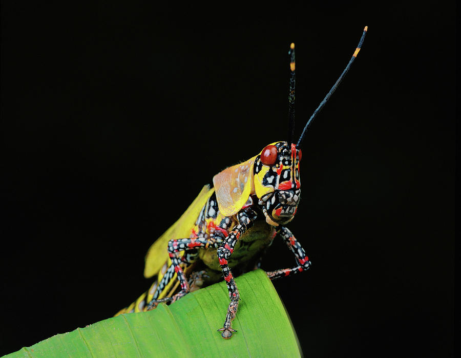 Grasshopper Digital Art - Locust by Simon Murrell