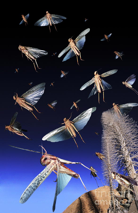 Locust Swarm Photograph by Dr. John Brackenbury/science Photo Library