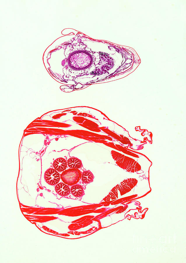Locust Thorax And Abdomen Cross-section Photograph by Nigel Downer/science Photo Library