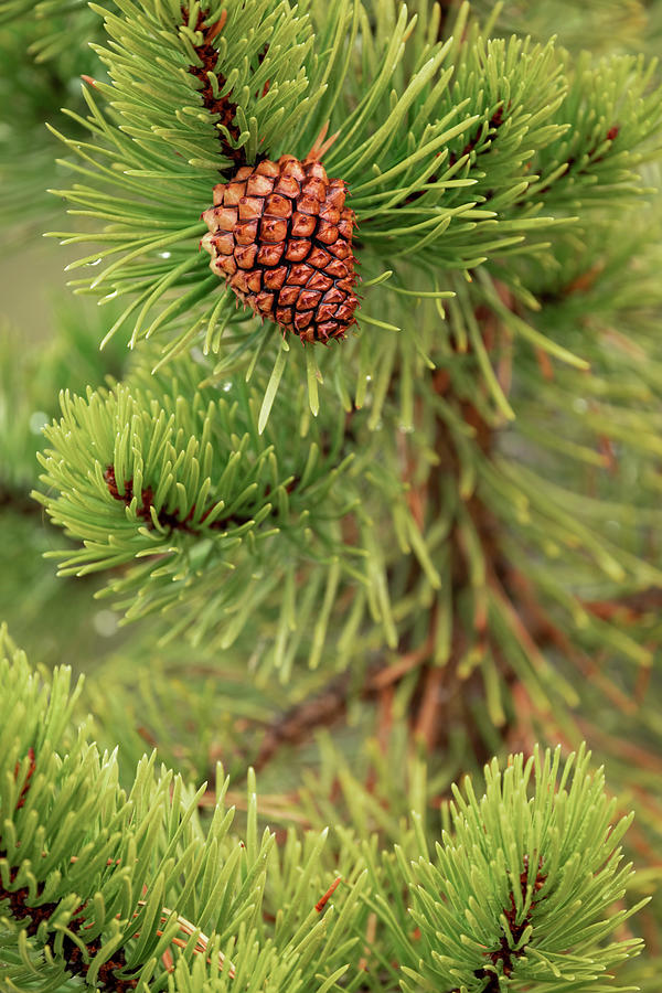 Lodgepole Pine And Pinecone Photograph by Adam Jones - Fine Art America