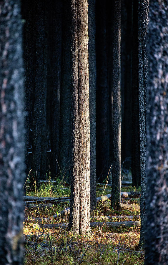 Lodgepole Pine Canada Photograph by Mark Duffy